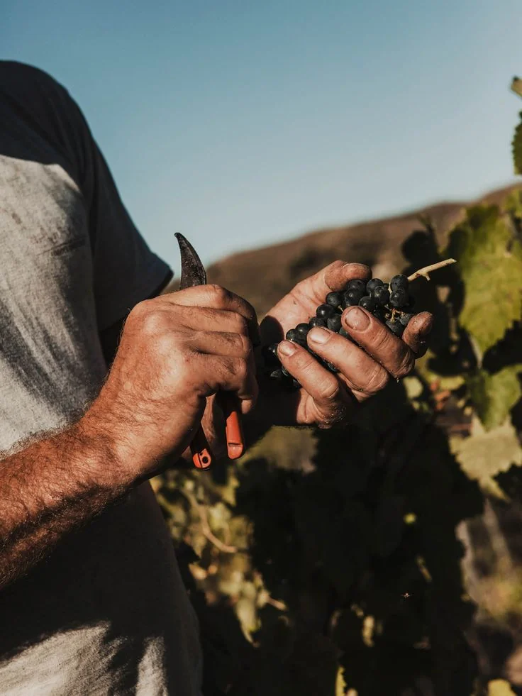 Mãos de vinhateiro segurando um cacho de uvas tintas e uma tesoura de poda na vinha